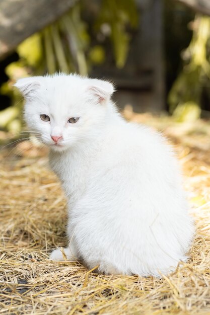 White cat in the grassx9