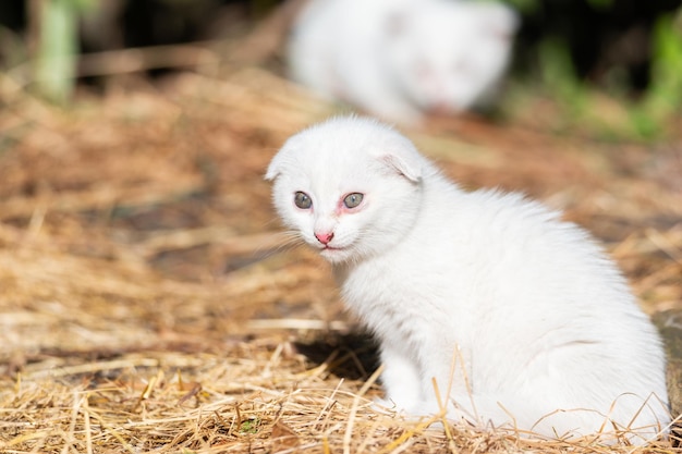 Gatto bianco nell'erbax9