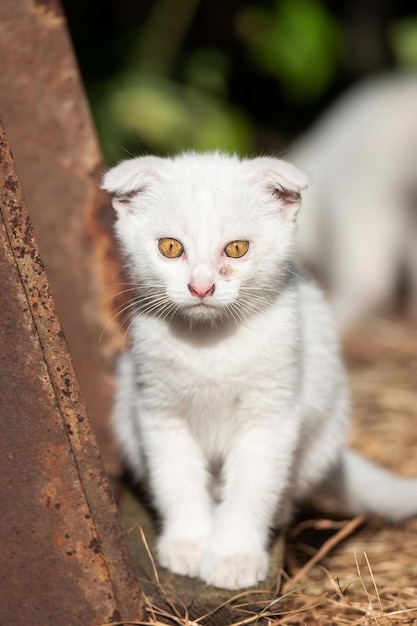 White cat in the grassx9