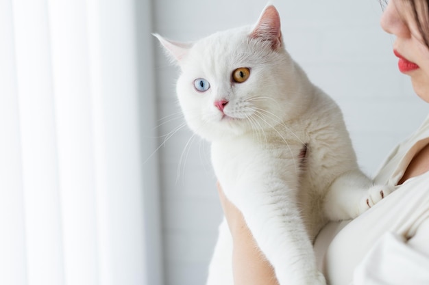 White cat image with two eye colors isolated on blue background