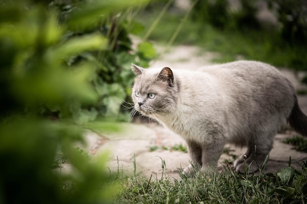 写真 白猫はジャンプ前に狩りをしている