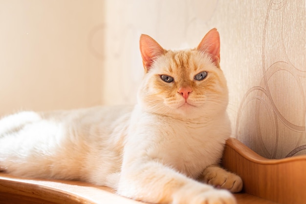 A white cat is lying on the back of the sofa