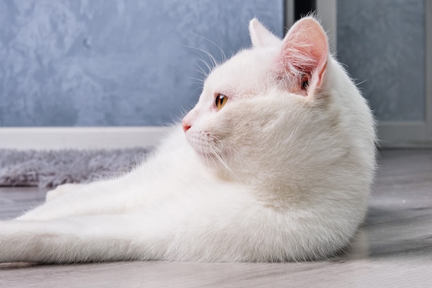 The white cat is lying on the floor looking away