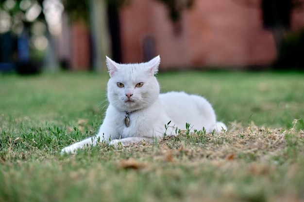 A white cat is lying on the grass in the garden