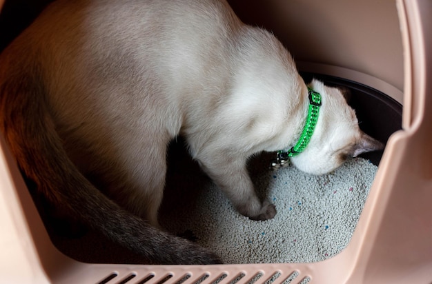 White cat is pooping in the cat bathroom