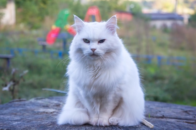 Белая кошка сильна по своей природе кошачьими млекопитающими