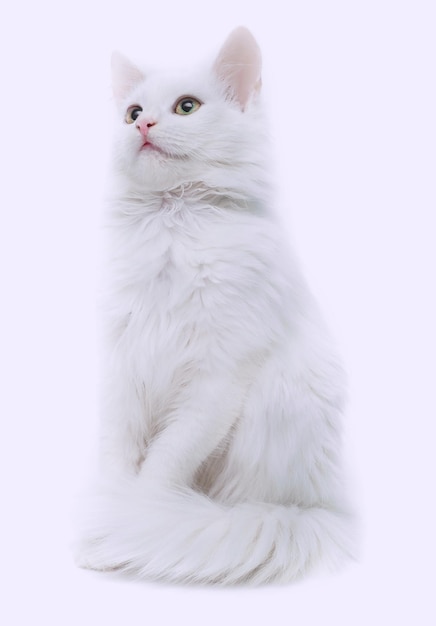 White cat isolated on white background