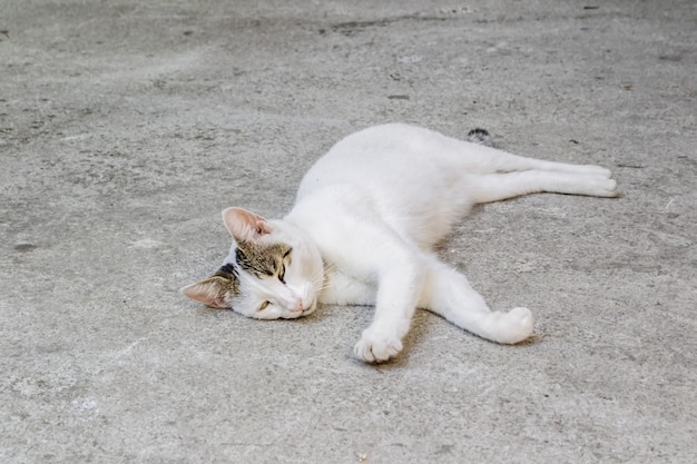 Il gatto bianco giace su un pavimento di pietra nella città di kotor in montenegro