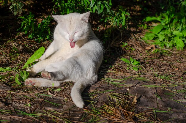 White cat lies on the ground and cleaning itself. Homeless animals concept