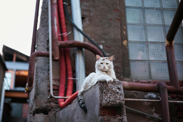 Foto un gatto bianco giace sul tetto di una casa rigorosamente simile a una fabbrica sullo sfondo di vecchi cavi snets blocchi di vetro città vecchia di tbilisi