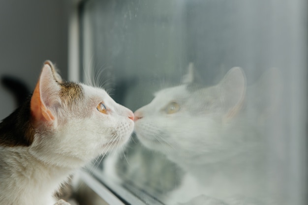 Il gatto bianco guarda fuori dalla finestra sul davanzale della finestra