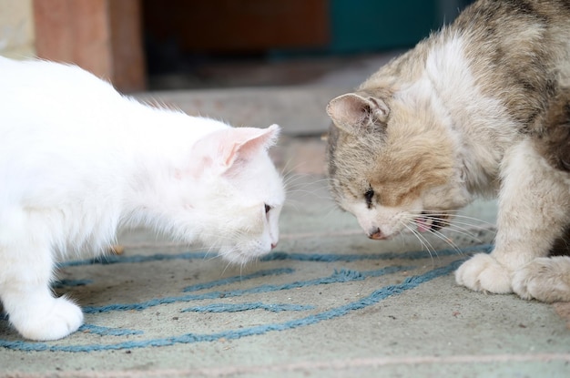 Белая кошка опускает голову, чтобы понюхать и съесть корм для кошек