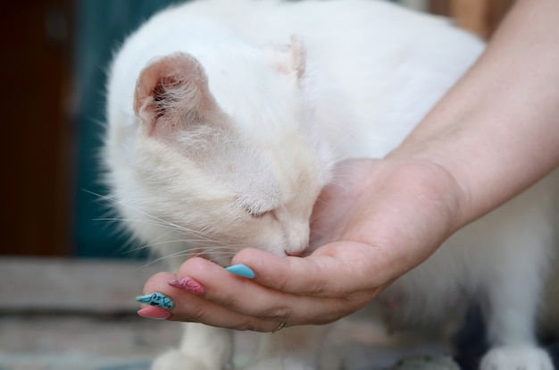 흰 고양이는 머리를 냄새 맡고 고양이 음식을 먹습니다.