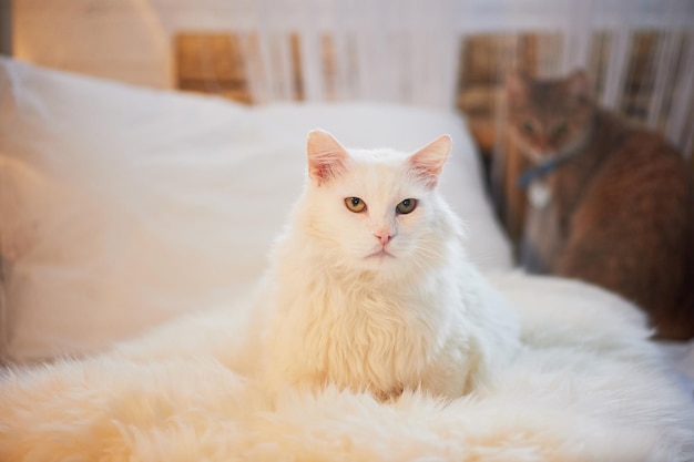 White cat lying on the bed Thick fluffy and important