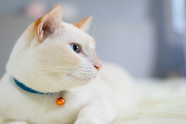 White cat lying on bed