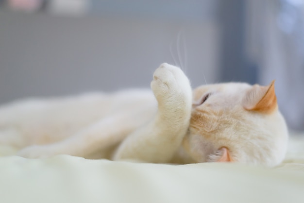 White cat lying on bed