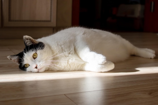 White cat lying on the floor in the sun