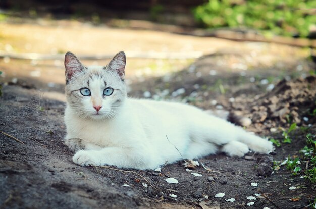 White cat lying in the garden