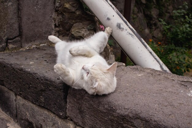 写真 泥道に横たわっている白い猫