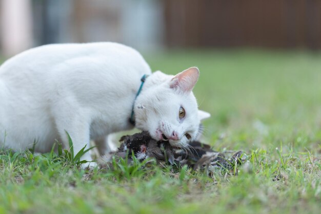 写真 草の上に横たわっている白い猫