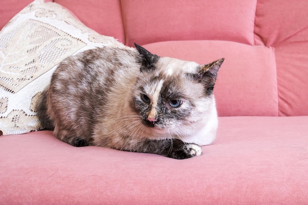 White cat lying on a pink sofa