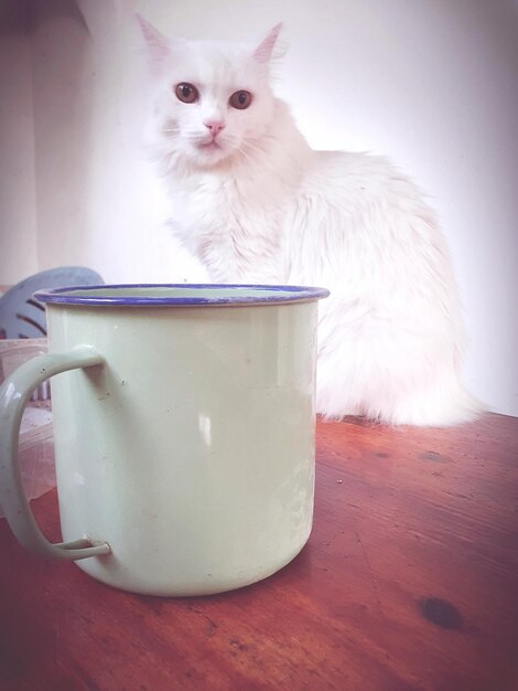 Photo white cat and mug on the table