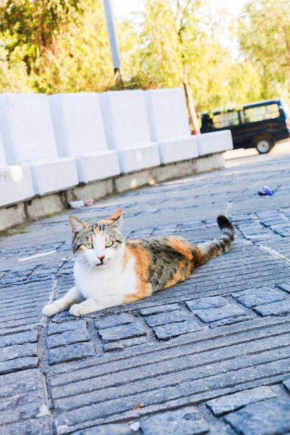 white cat outdoors on a sunny day