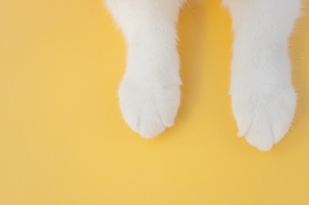 黄色の背景に白猫の足。トップビュー、copyspace。ペット、猫の世話、獣医学、動物園のコンセプトです。