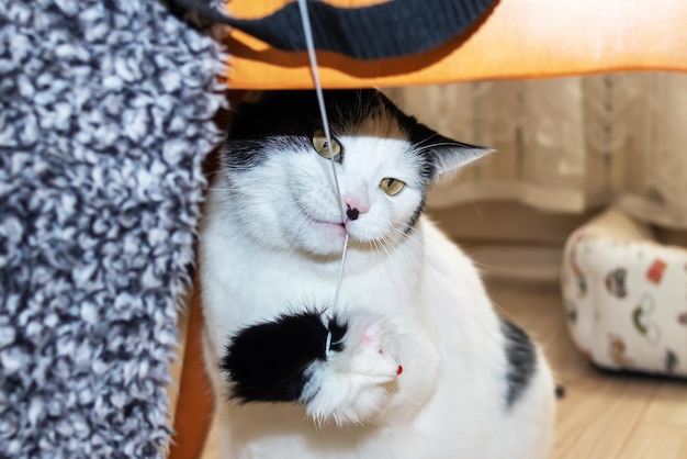 White cat playing with a toy closeup