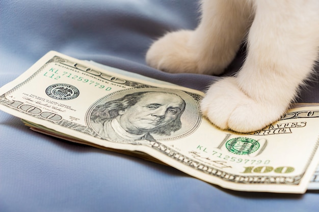 A white cat put a paw on a pack of US dollars 