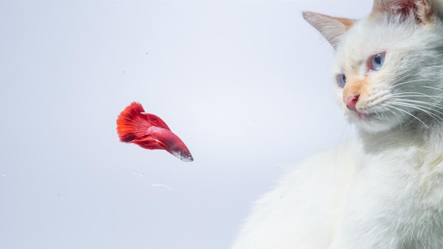 White cat and red betta fish