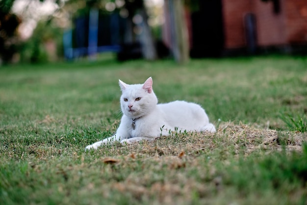 Un gatto bianco si rilassa sull'erba verde del giardino accanto alla casa