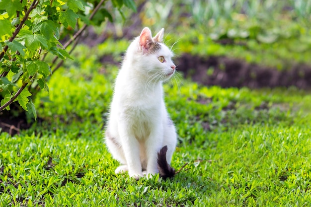 Un gatto bianco si siede in giardino sull'erba con tempo soleggiato