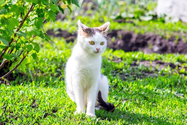 A white cat sits on the grass in the garden near the bush of currant in sunny weather