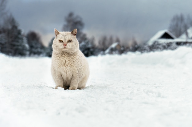 Il gatto bianco si siede sulla strada innevata del villaggio in una gelida giornata invernale Foto Premium