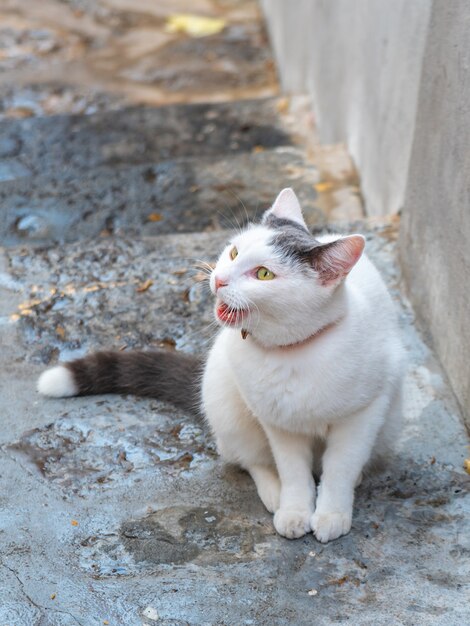 White cat sitting on the narrow street, animal