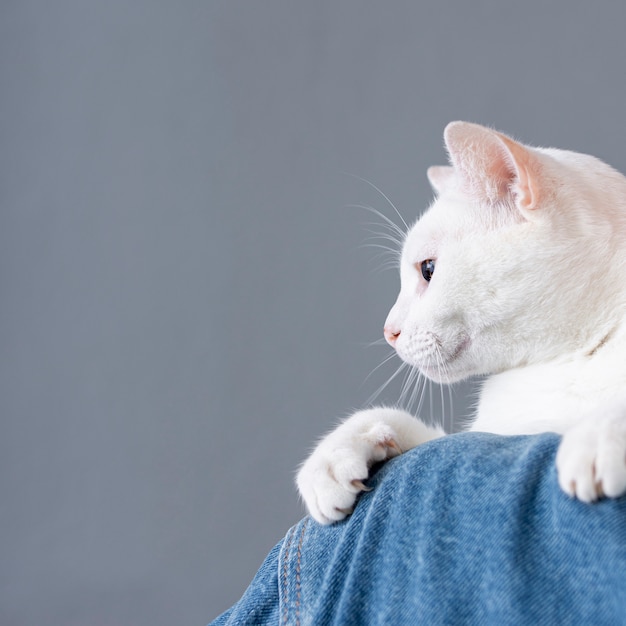 White cat sitting on woman shoulder