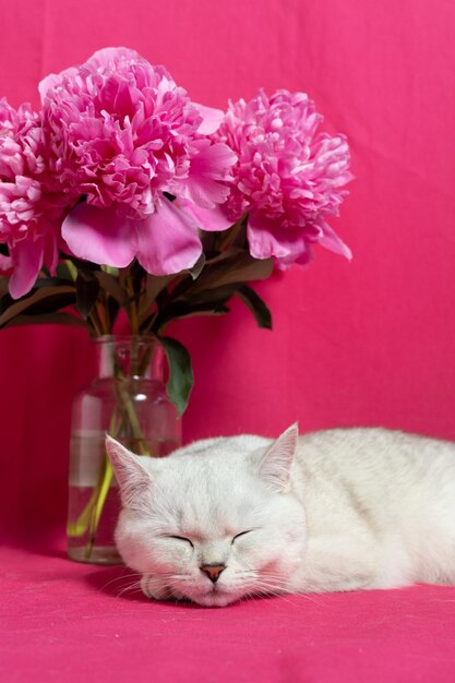 White cat sleep near pink peonies on a pink background British silver chinchilla breed