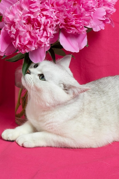 White cat sniffs pink peonies on a pink background British silver chinchilla breed