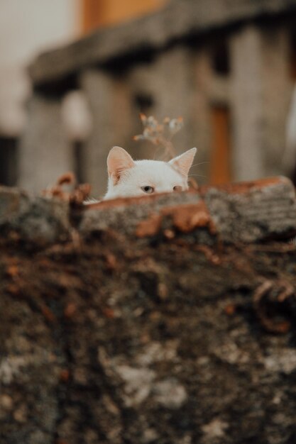 Foto gatto bianco che spia oltre un muro