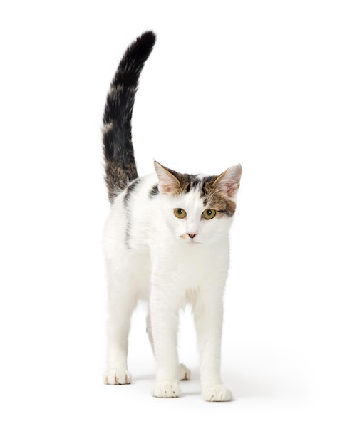 White Cat Tabby Markings Standing on White