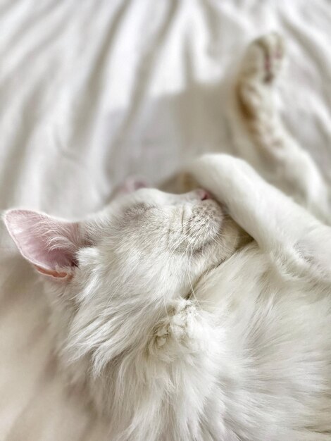 White cat tenderly sleeping