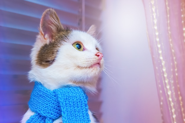 Il gatto bianco in una sciarpa blu alla moda guarda di lato