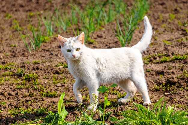 White cat walks in the garden on a sunny spring day