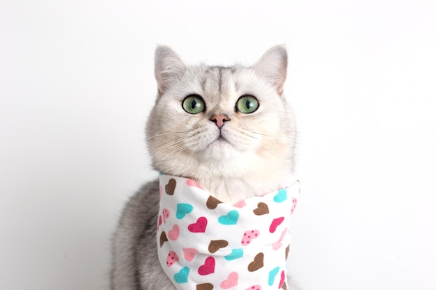 A white cat on a white background with a bib