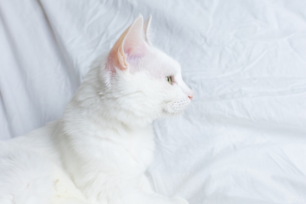 白いシートに白い猫。ペット、快適さ、動物の世話、家に猫を飼うという概念。光のイメージ、ミニマリズム、copyspace。