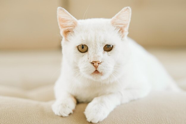 A white cat who was sheltered with a sore eye is lying on the couch