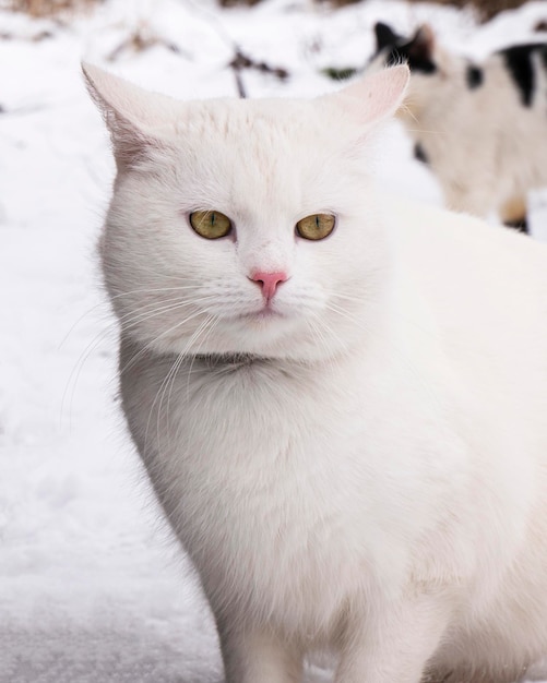 White cat a on winter snow portrait