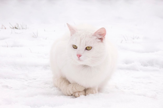 Белый кот на зимнем снежном портрете