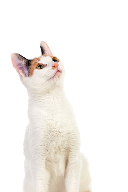 White cat with beautiful brown eyes